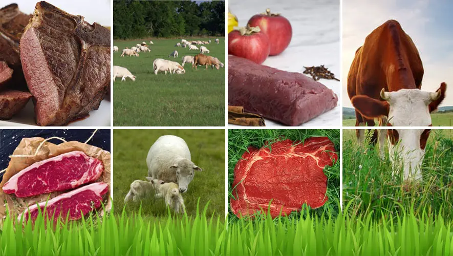 carne de pastura libre - Cómo saber si la carne es de feedlot