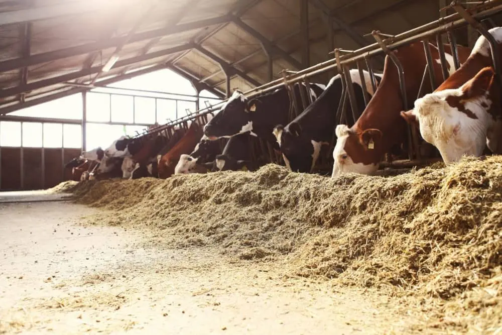 alimentacion vacas de carne - Cómo se alimentan los bovinos de carne