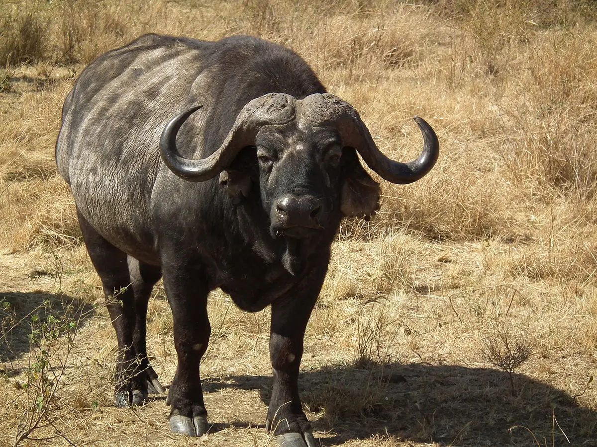 carnes de bovino - Cómo se clasifica el bovino