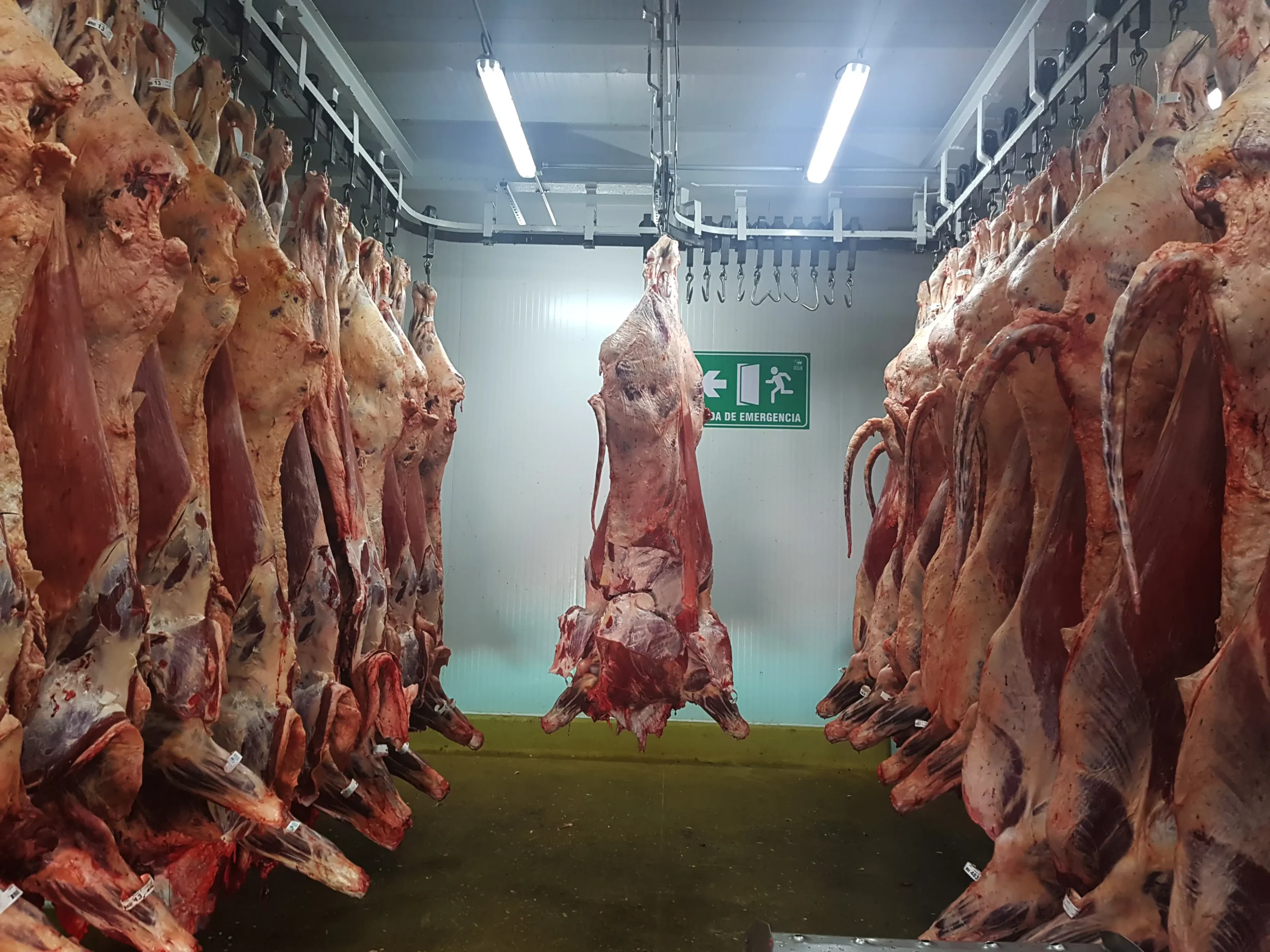 carne de matadero - Cómo se clasifican las carnes en el matadero