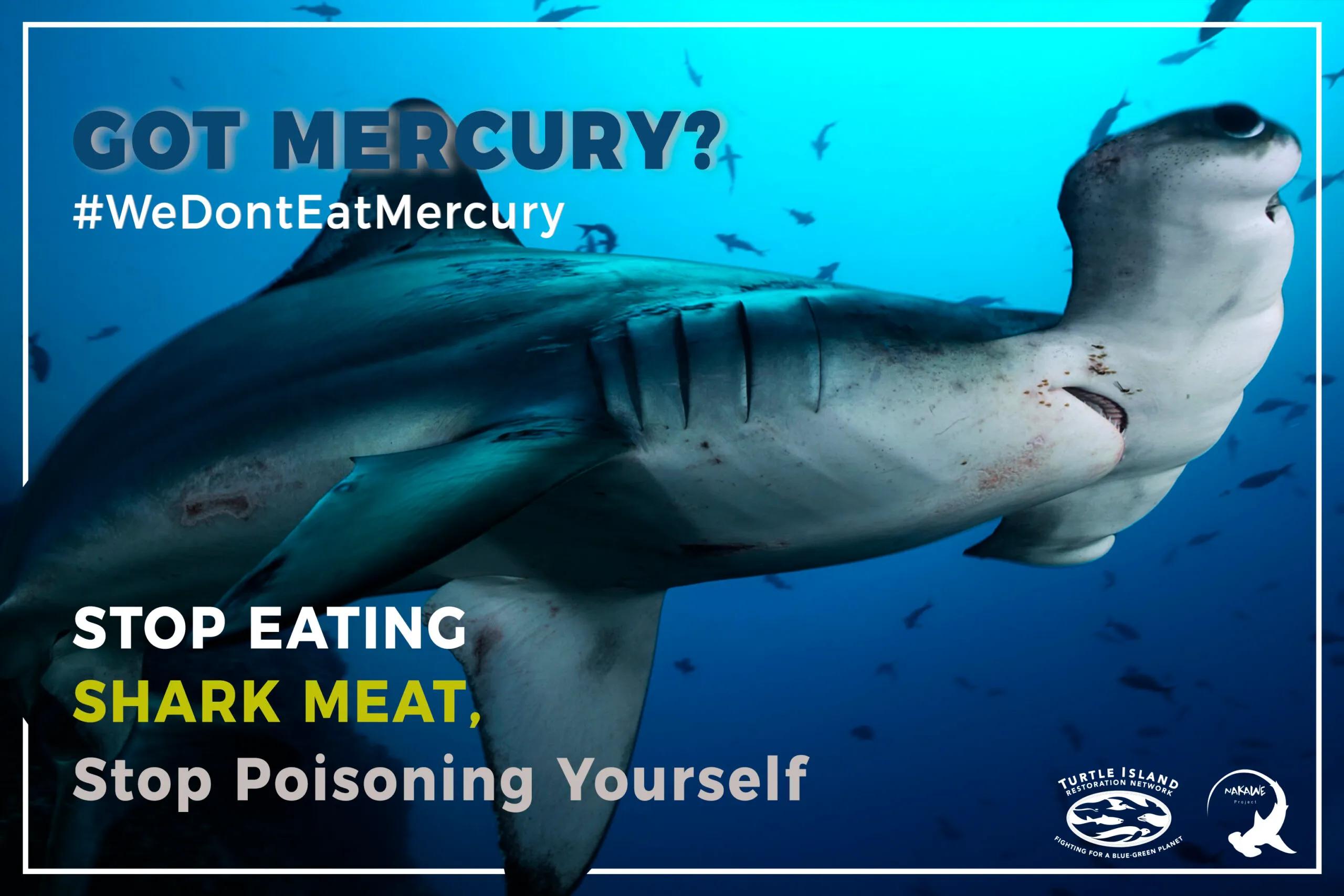 carne de tiburon ballena - Cómo se le llama a la carne de tiburón