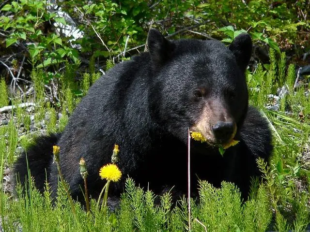 como se llama los animales que comen carne y vegetales - Cómo se llama cuando comes carne y plantas