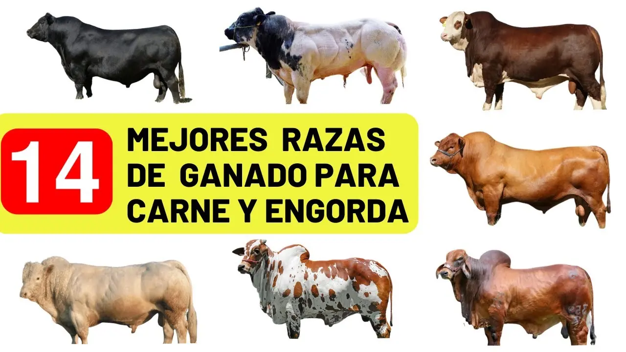 raza de vacas de carne - Cómo se llaman las vacas de carne