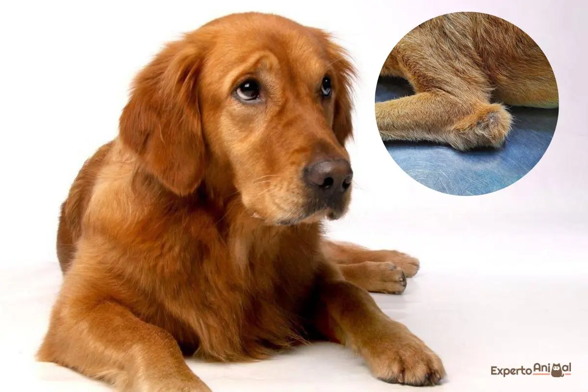 codos perro en carne viva - Cómo tratar la bursitis de codo en perros