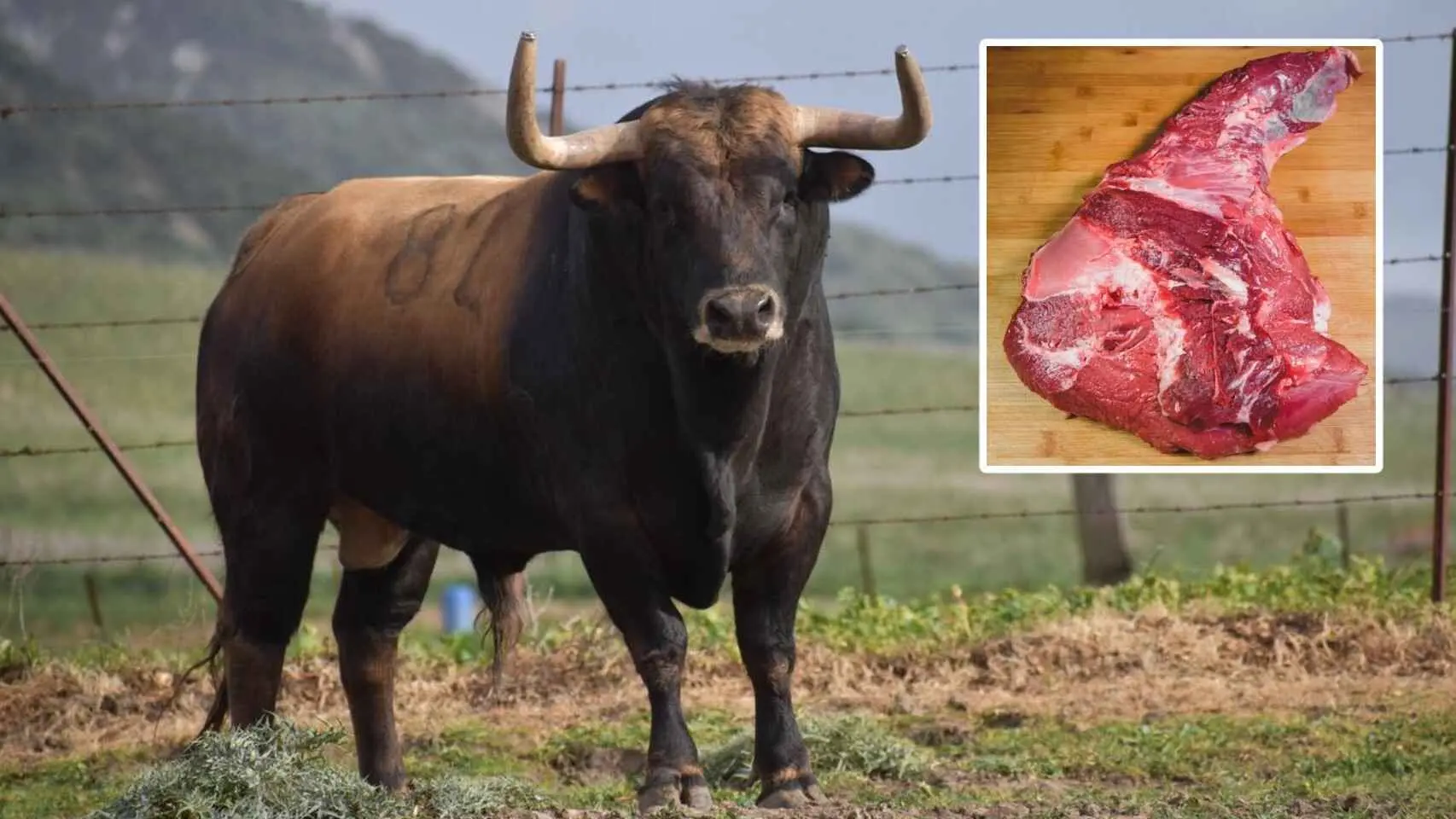 carne de toro - Cuál es la carne de toro
