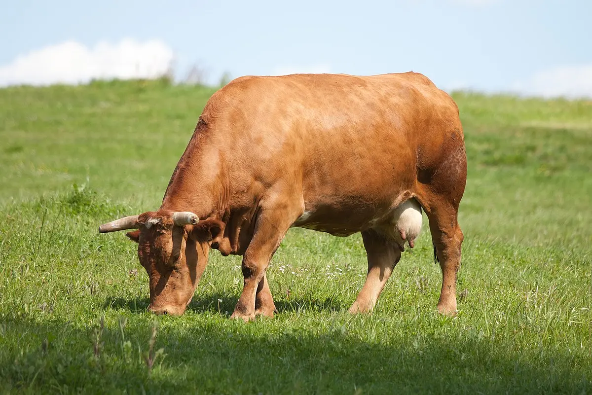 carnes de bovino - Cuál es la diferencia entre ganado vacuno y bovino