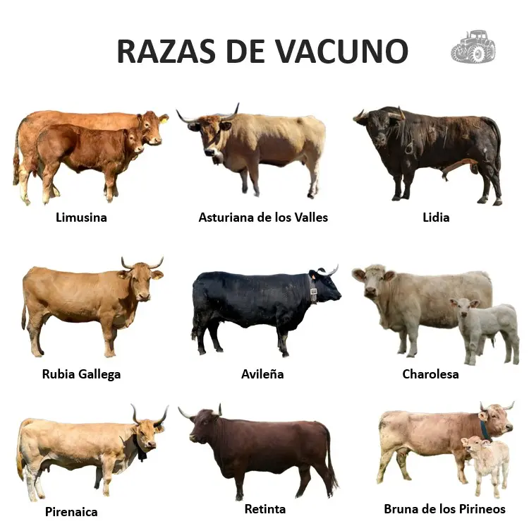 vacas de carne - Cuáles son las razas productoras de carne