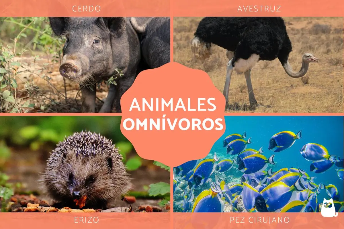 animales que comen carne y plantas - Cuáles son los animales omnívoros ejemplos