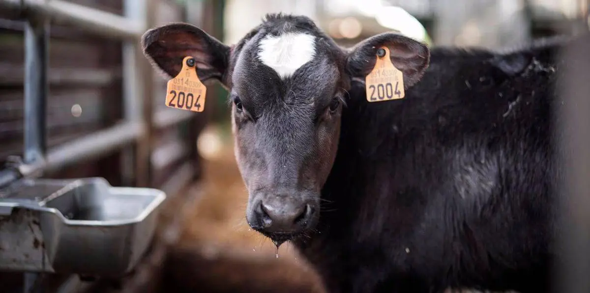 vacas de carne en venta en galicia - Cuántas vacas hay en Lalín
