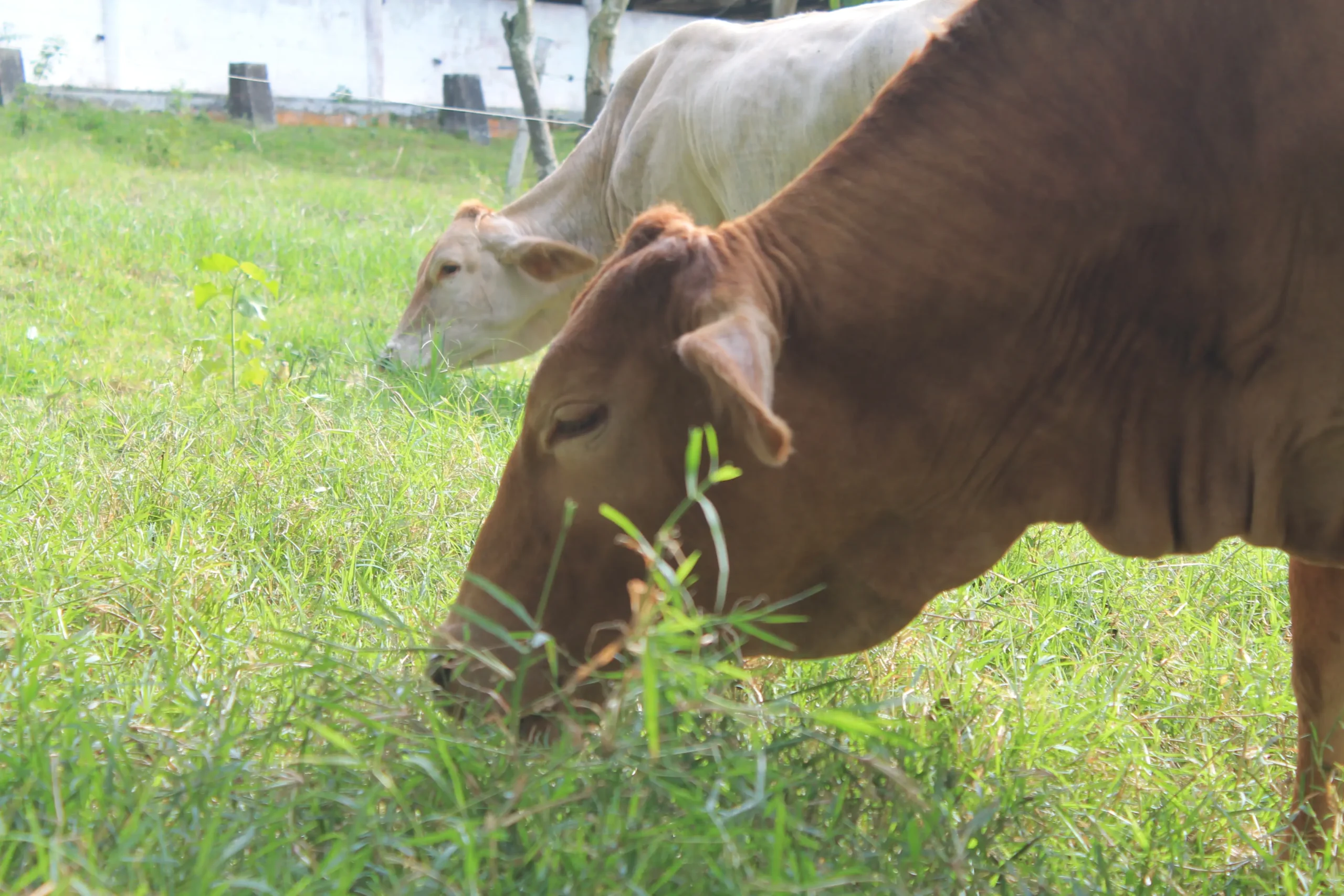 cuanto come una vaca de carne al dia - Cuánto come una vaca brava al día