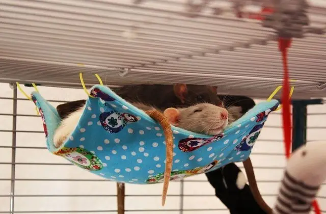 carne de raton - Cuánto cuesta una rata de mascota