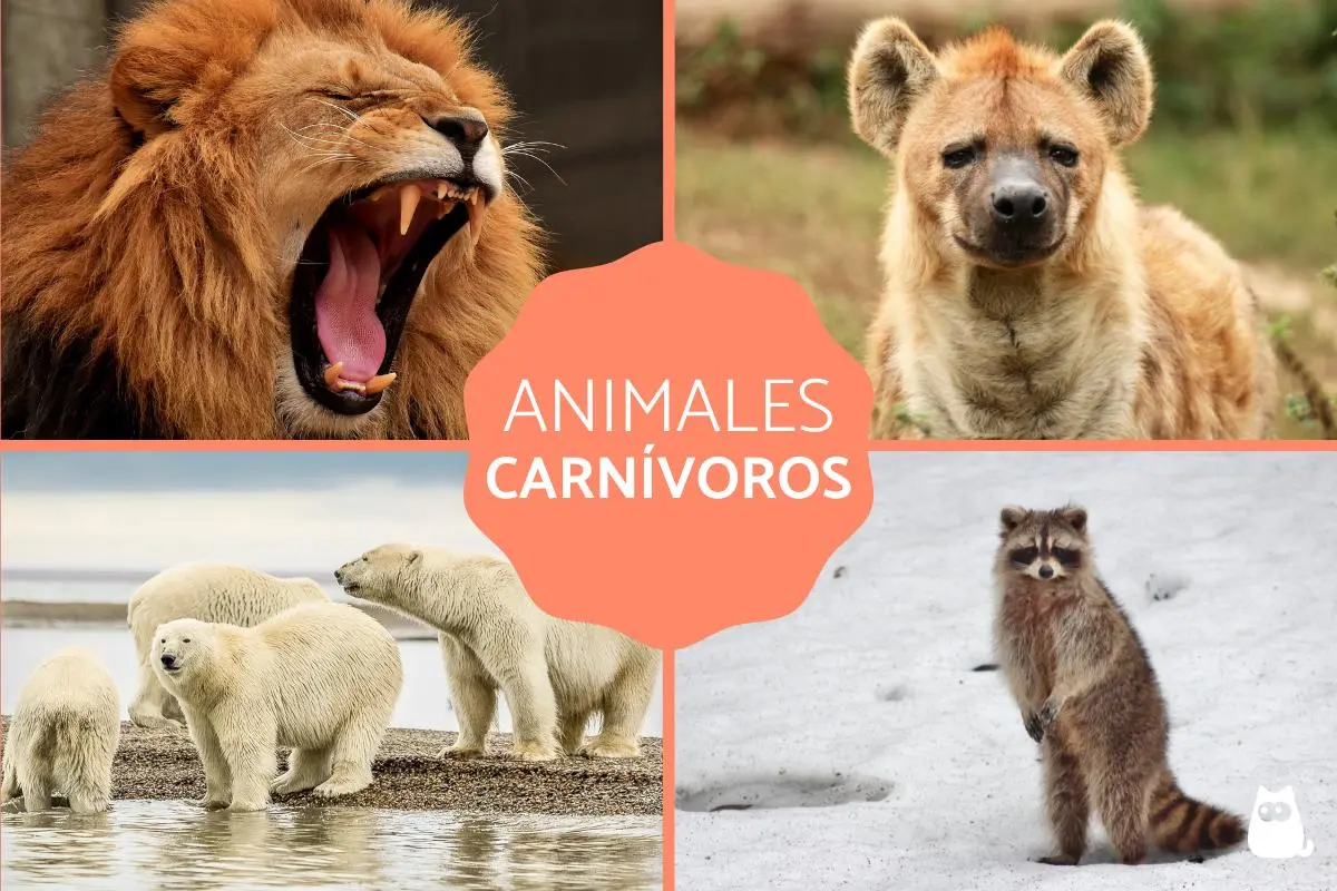 animal que comen carne - Cuántos animales carnívoros