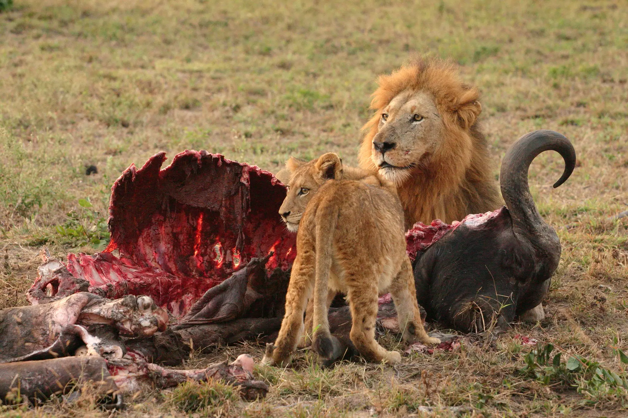 animales que comen carnes - Cuántos animales son carnívoros