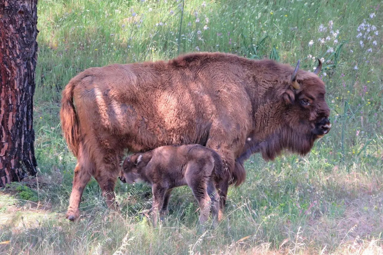 comprar carne de bisonte - Cuántos bisontes hay en España