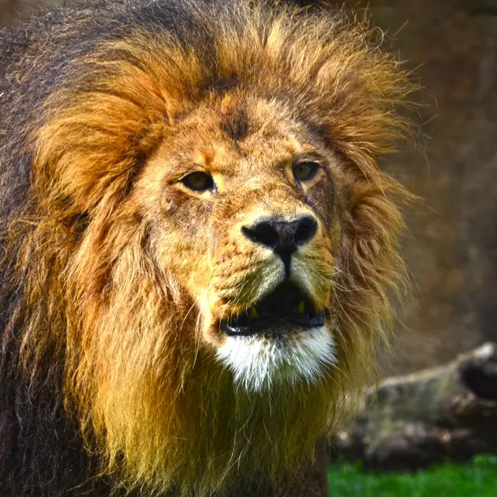 cuantos kilos de carne come un leon - Cuántos kilos tiene un león