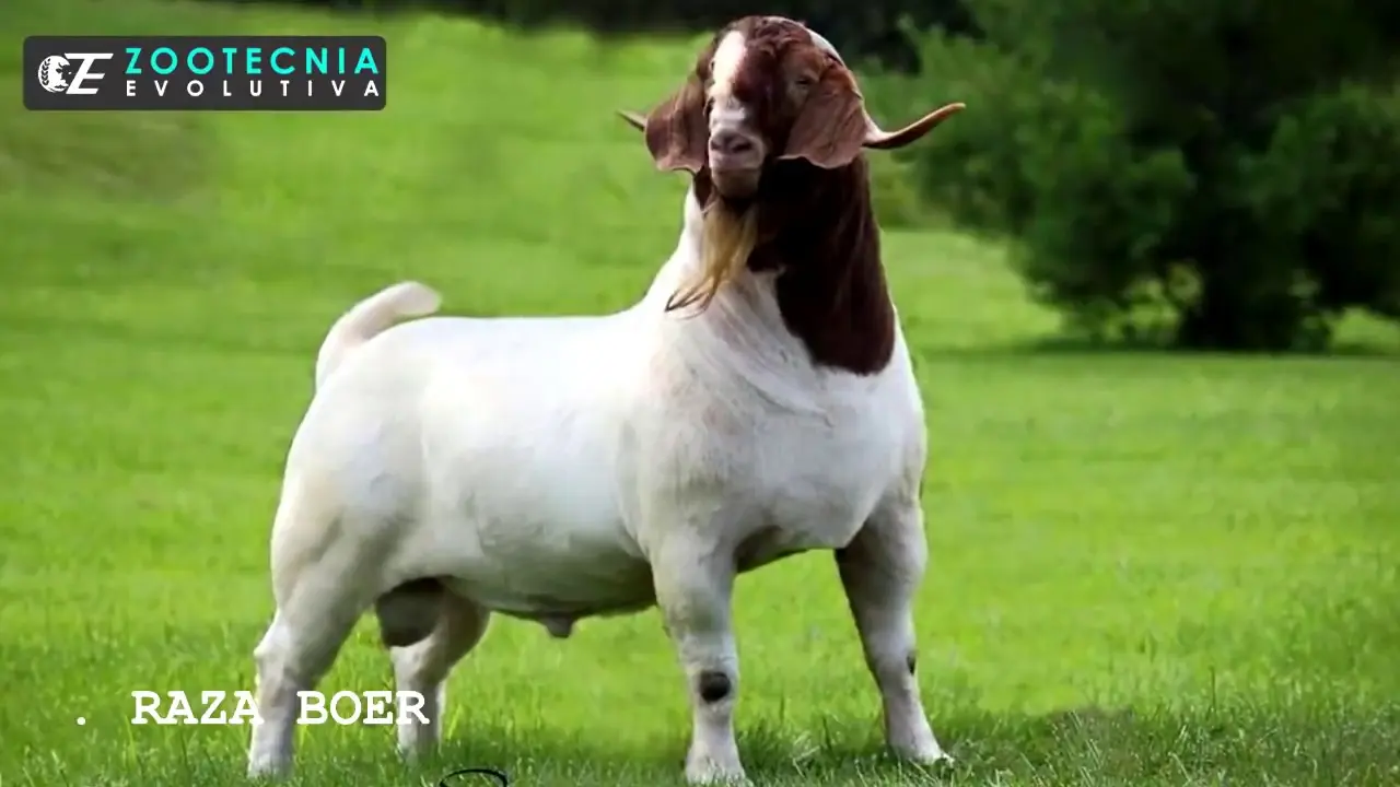 cabras carne - Dónde se come carne de cabra en España