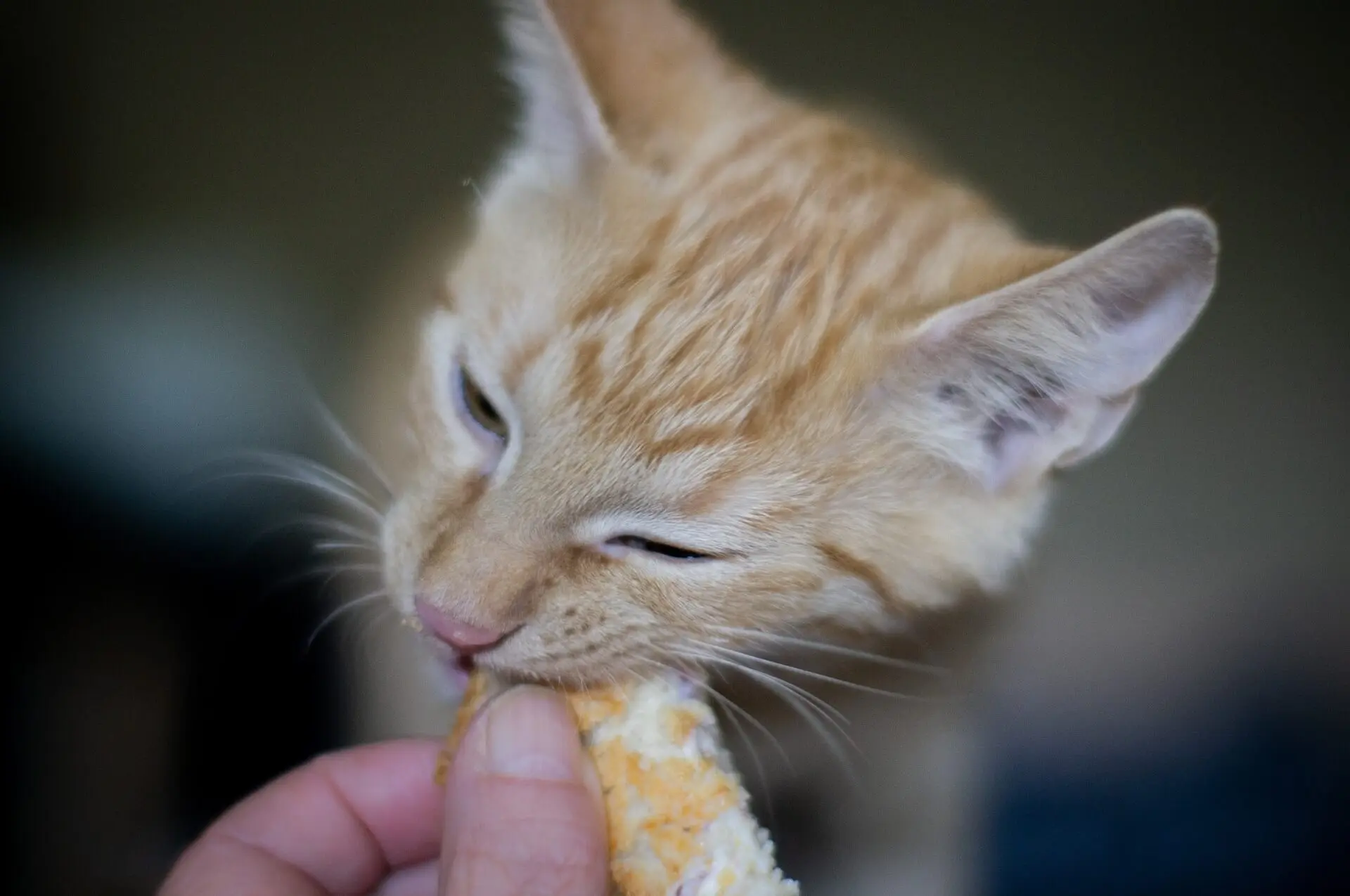 carne de cerdo gatos - Puedes darles carne de cerdo a los gatos