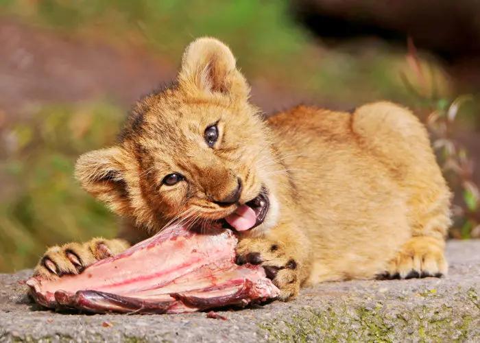 animal que comen carne - Qué animal puede comerse a otro