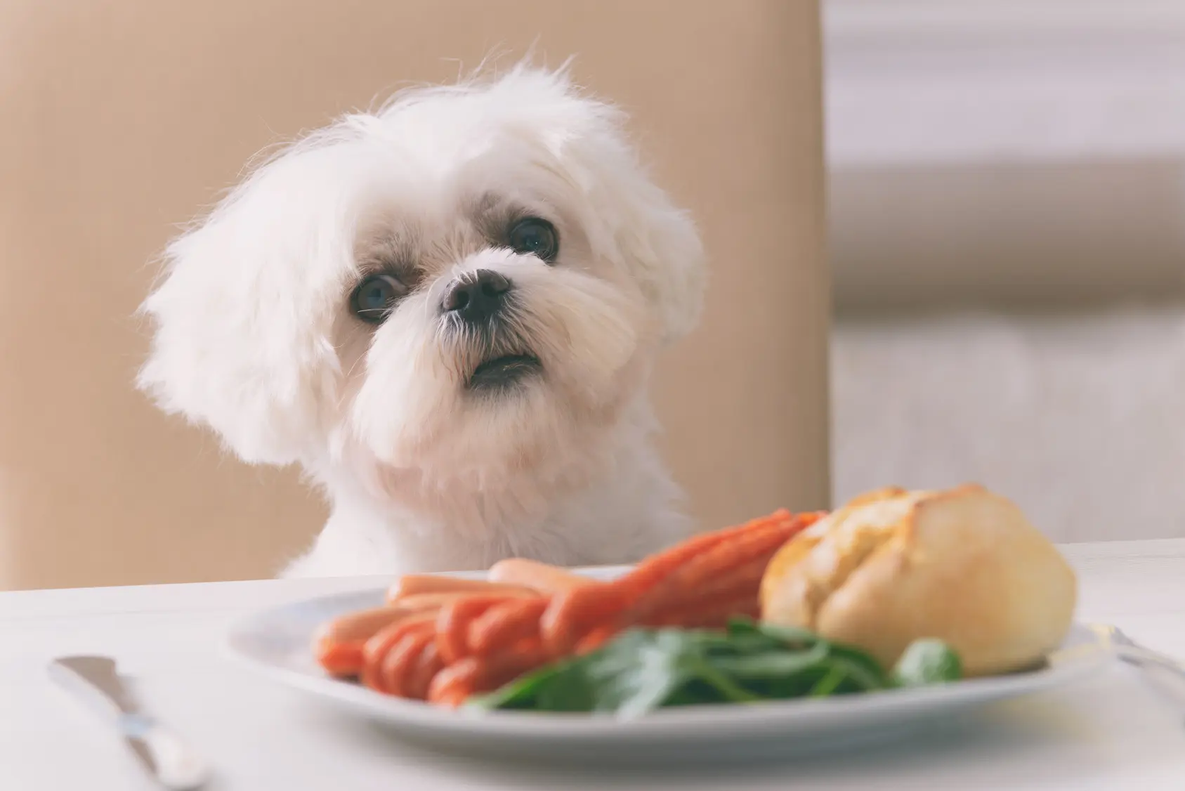 carne para perros - Qué carne no se le puede dar a un perro