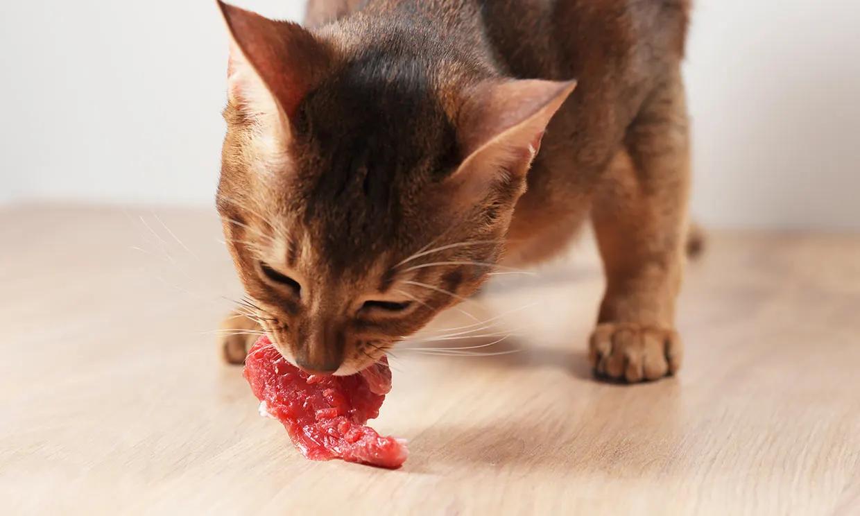 que carne se le puede dar a un gato - Qué carnes crudas se le puede dar a un gato