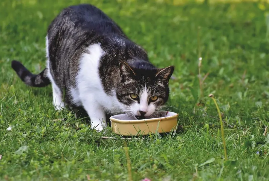 que carne se le puede dar a un gato - Qué comida casera se le puede dar a un gato