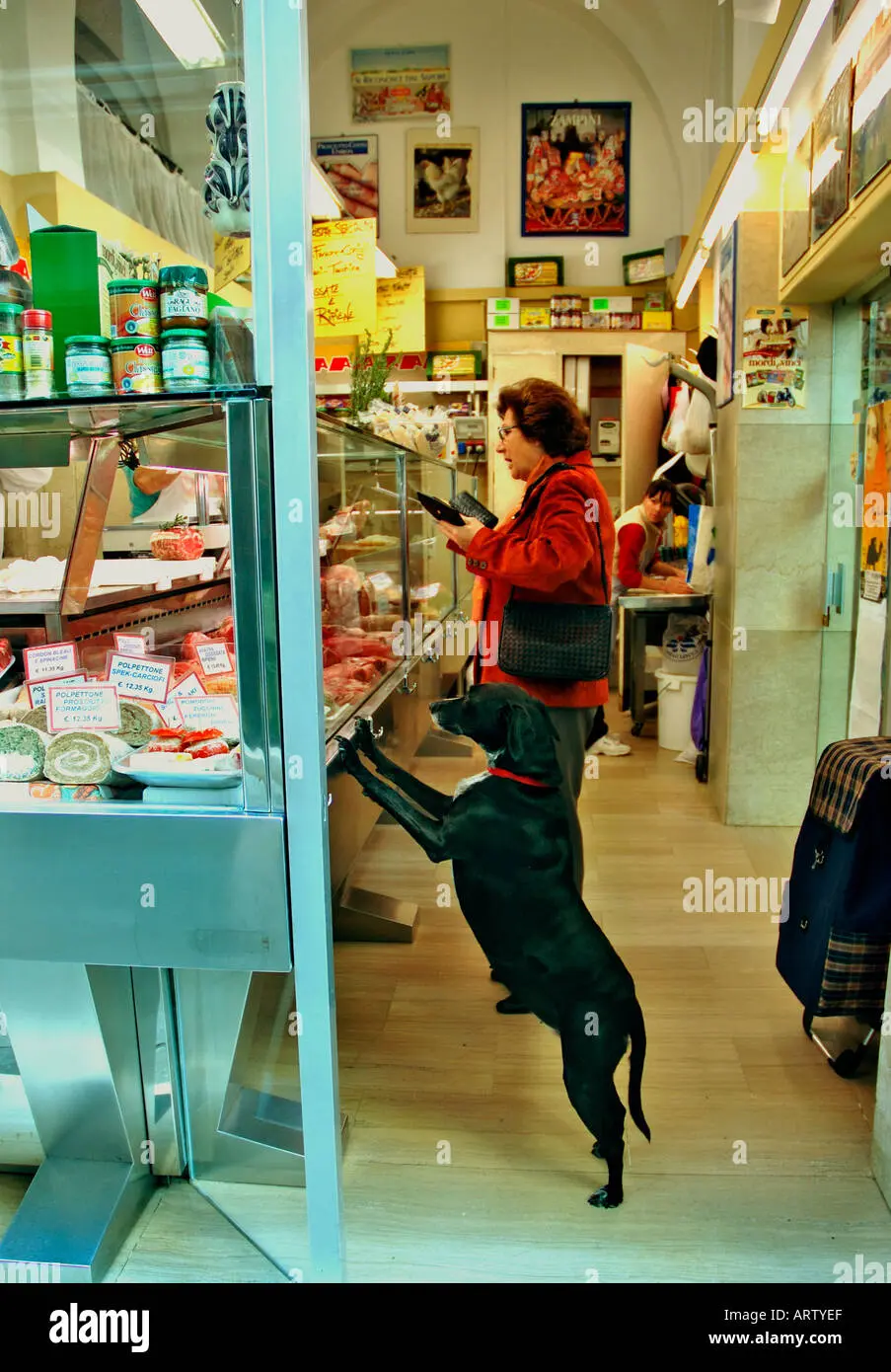 comprar recortes de carniceria perro - Qué comprar en la carnicería para mi perro