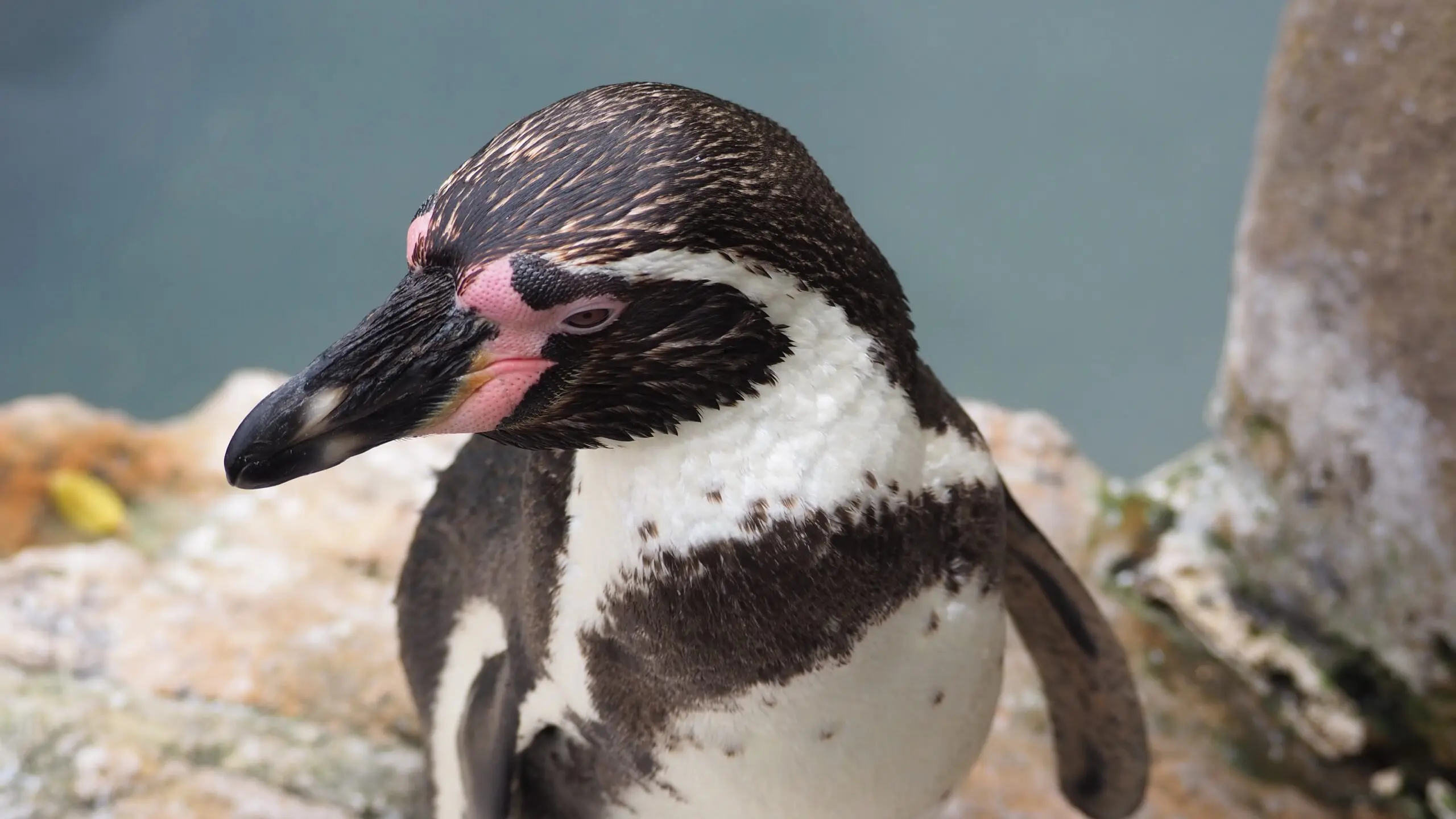 carne de pingüino comprar - Qué dato curioso tiene el pingüino