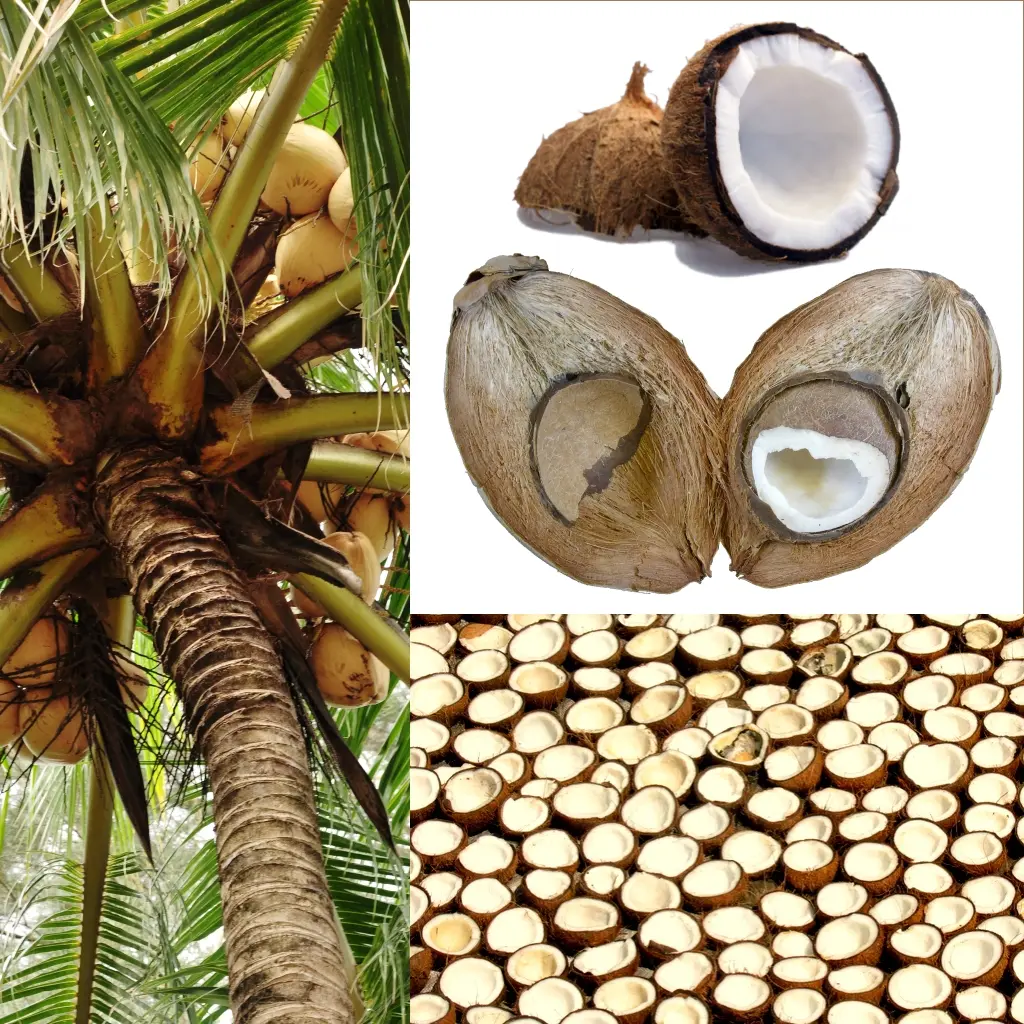 como sacar la carne del coco - Qué parte del coco se come