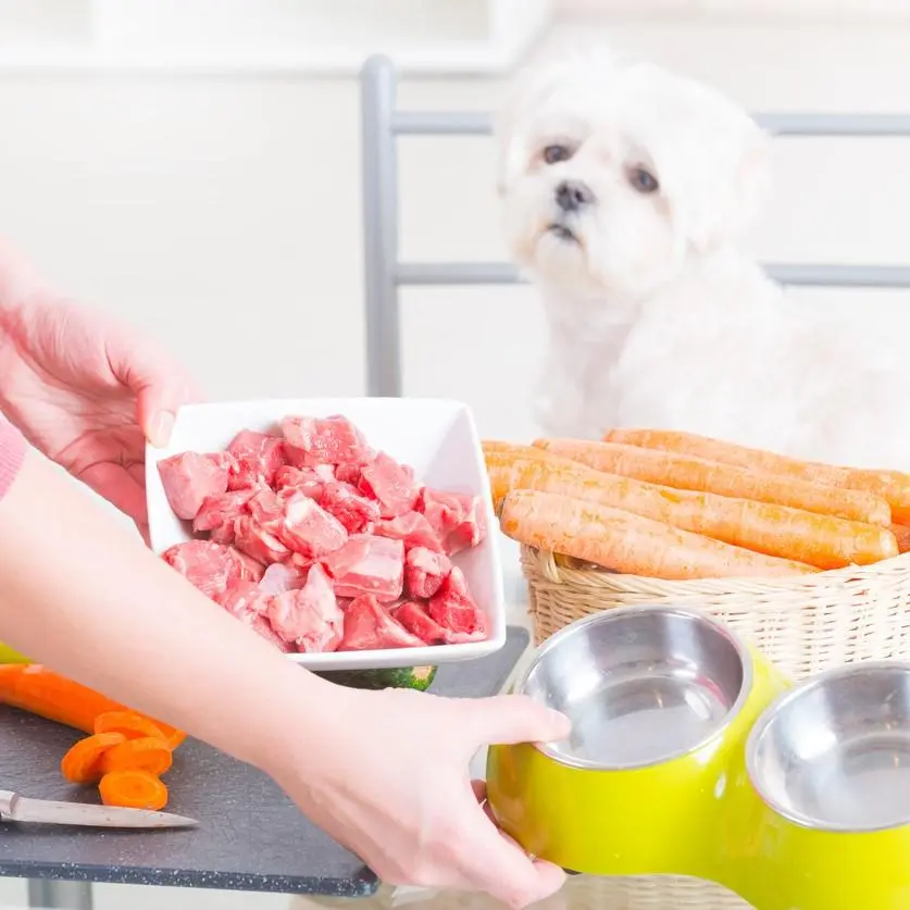 cuanta carne puede comer un perro - Qué pasa si un perro tiene exceso de proteína