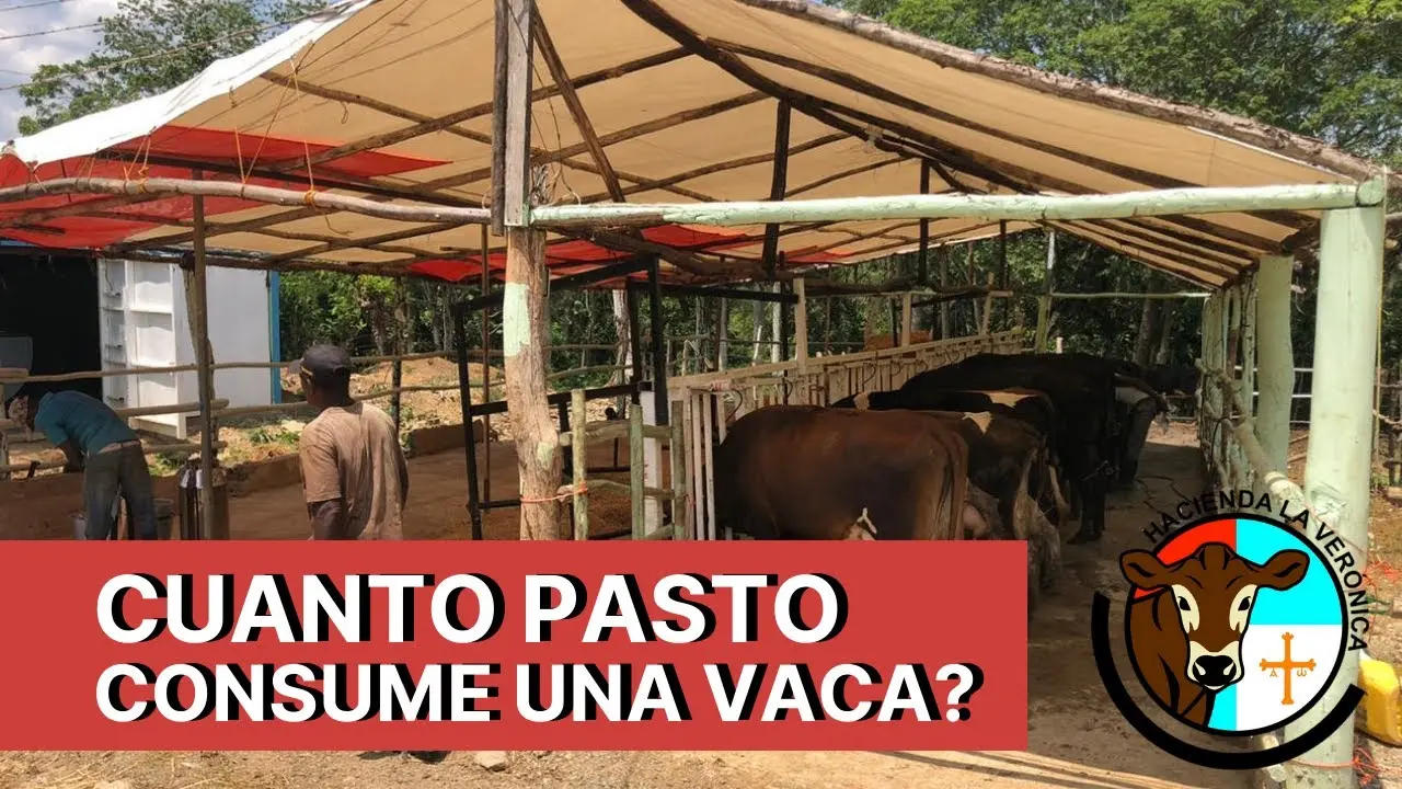 cuanto come una vaca de carne al dia - Qué porcentaje de su peso vivo come una vaca