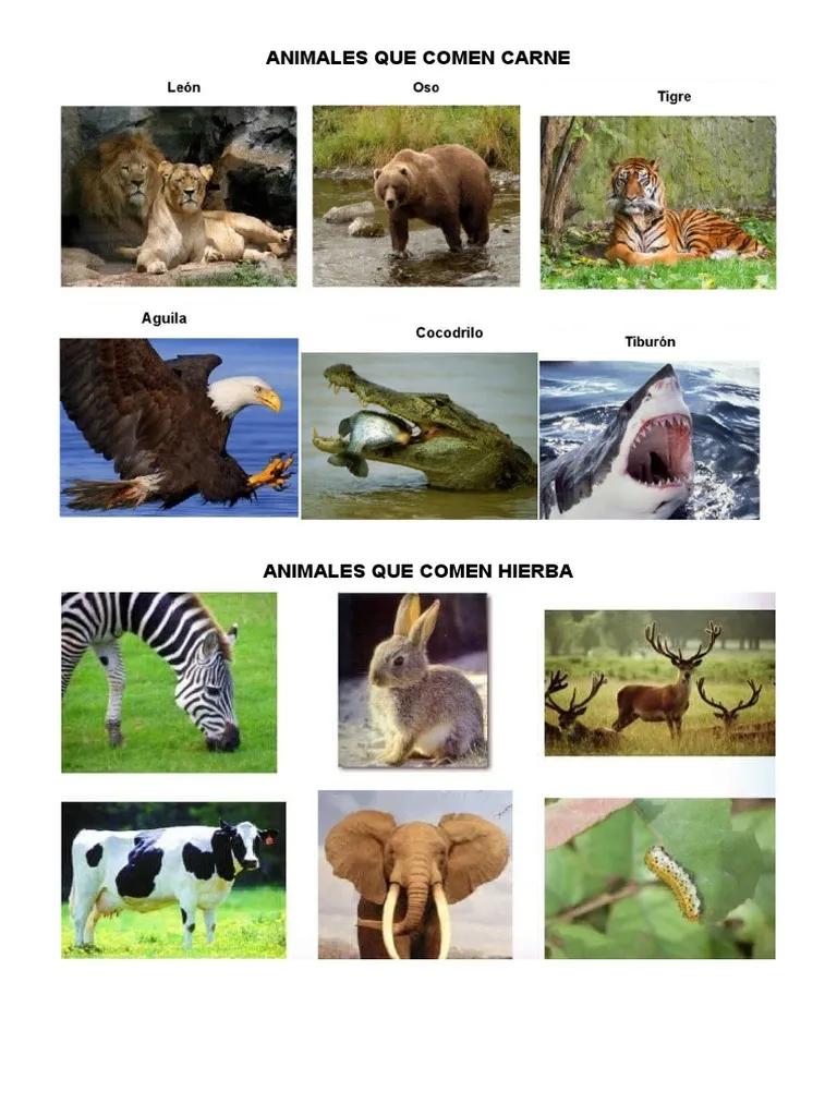 animales que comen carnes - Qué son animales carnívoros y 5 ejemplos