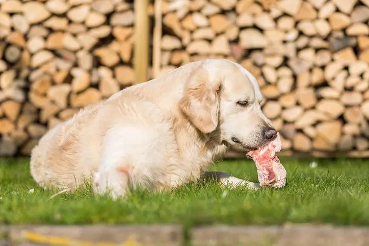 carne para perros - Qué tipo de carne es mejor para perros